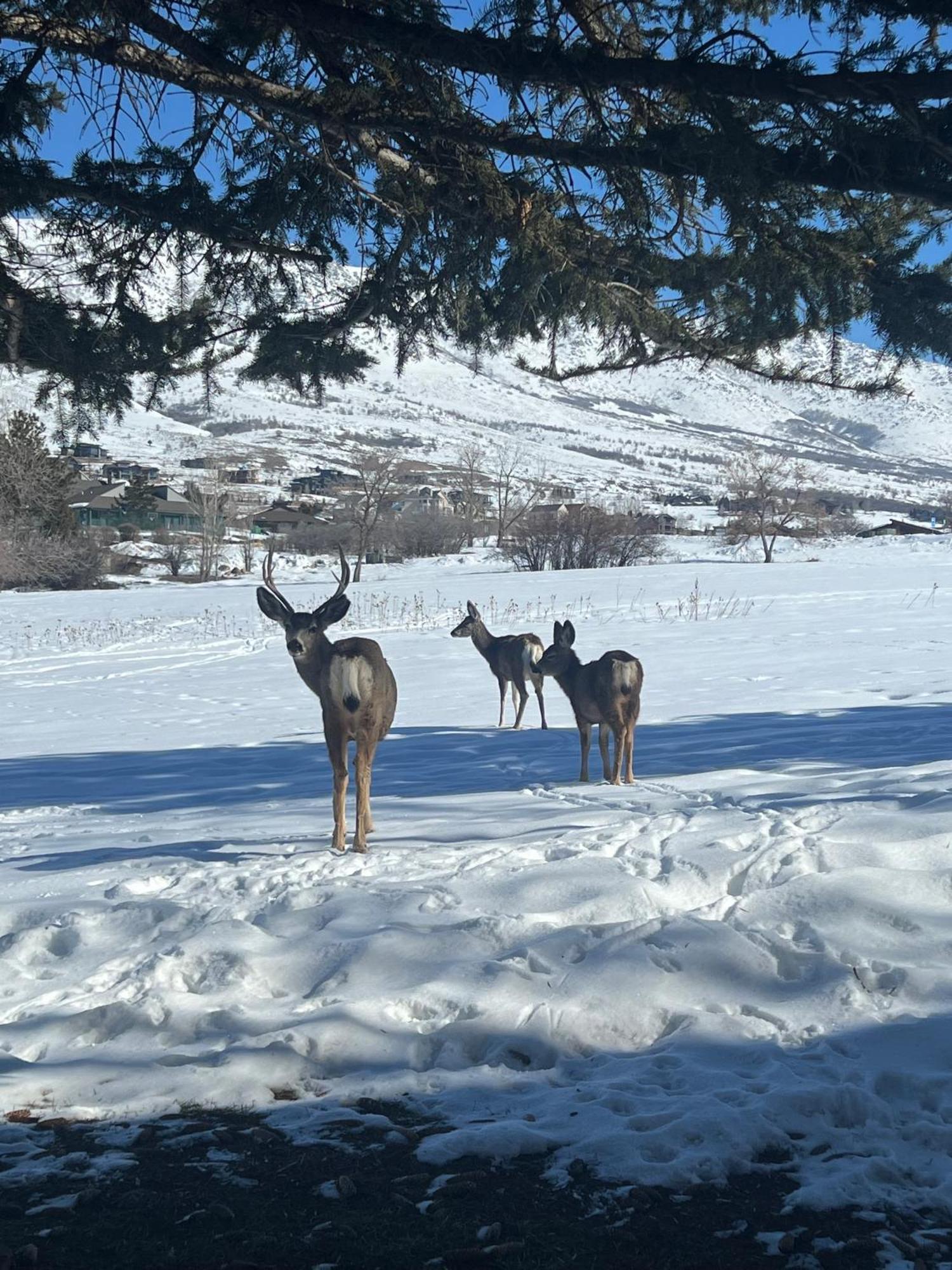 Wolf Creek Lodge Condo In Eden, Ut - Relaxing Mountain Retreat エクステリア 写真